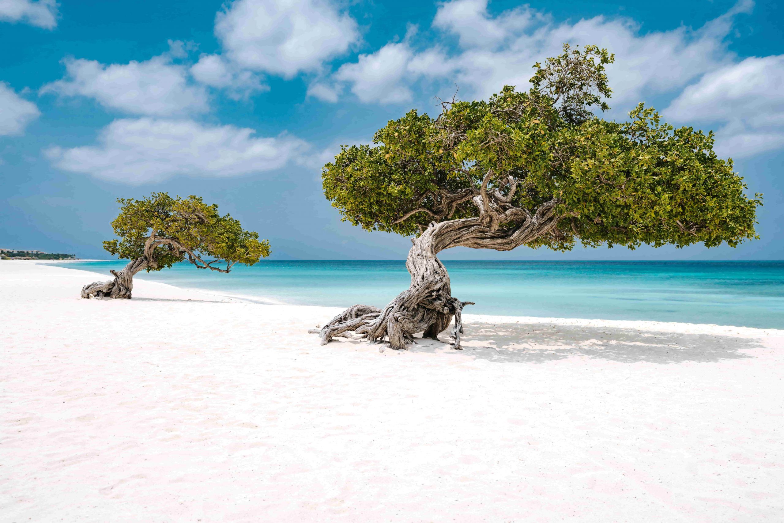 Fofoti Tress Eagle Beach Aruba