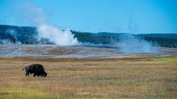 Encuentra vuelos baratos desde Búfalo a West Yellowstone