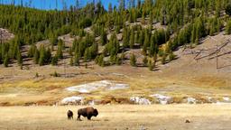 Encuentra vuelos baratos desde Washington D. C. a West Yellowstone