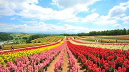 Encuentra vuelos baratos de San Jose a Prefectura de Hokkaido