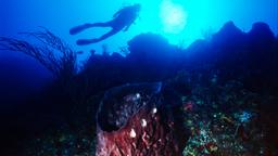 Encuentra vuelos baratos a Bimini