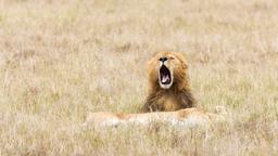 Encuentra vuelos baratos de Kentucky a Kenia
