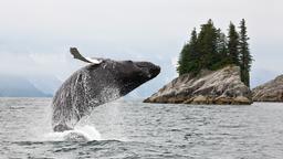 Encuentra vuelos baratos de Plattsburgh a Alaska