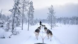 Encuentra vuelos baratos desde Washington D. C. a Kuusamo