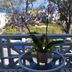 Balcón