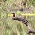 Otros