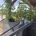 Balcón