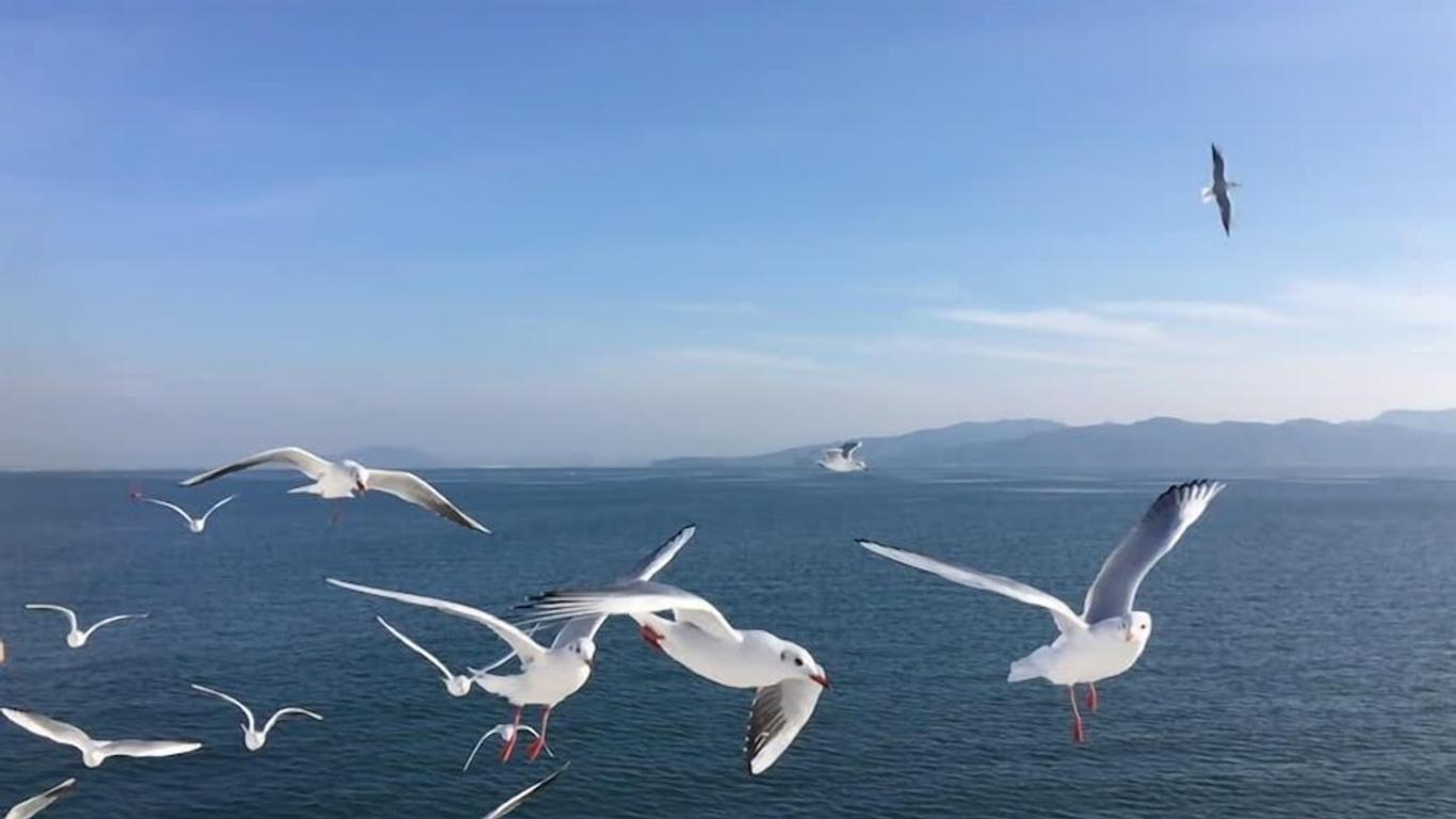 Seagulls Garden Cabanas