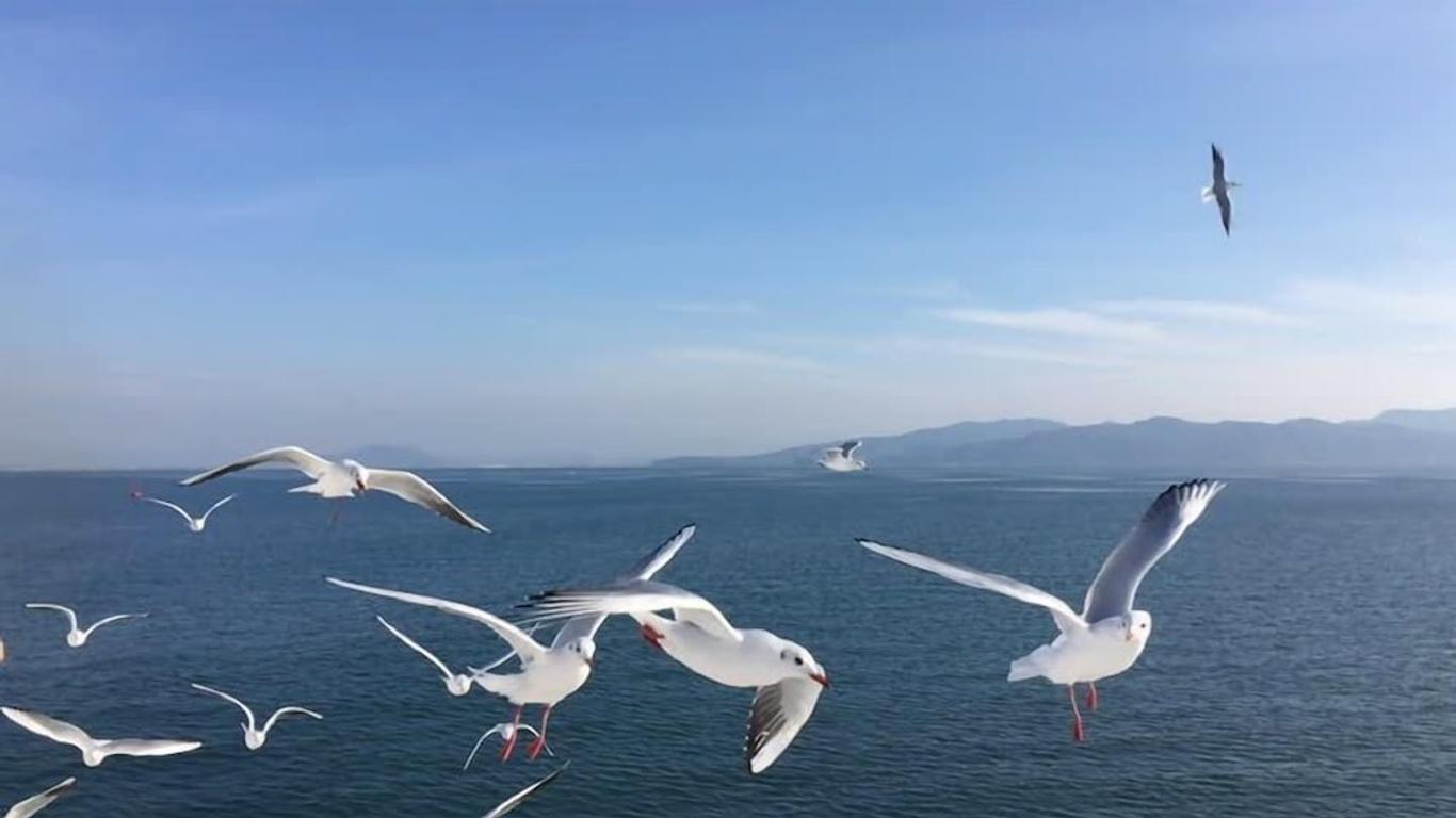 Seagulls Beach & Garden Cabanas