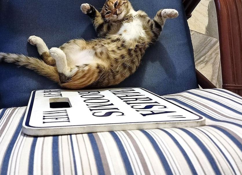 Otros Foto