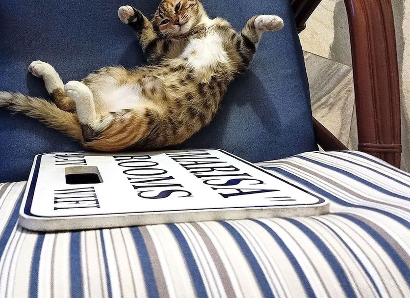 Otros Foto