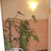Servicio de la habitación