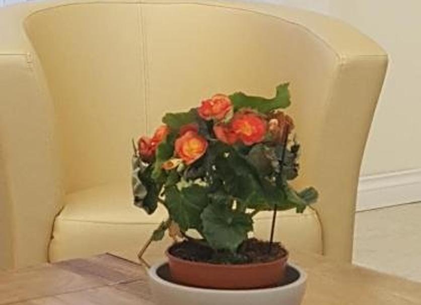 Servicio de la habitación Foto