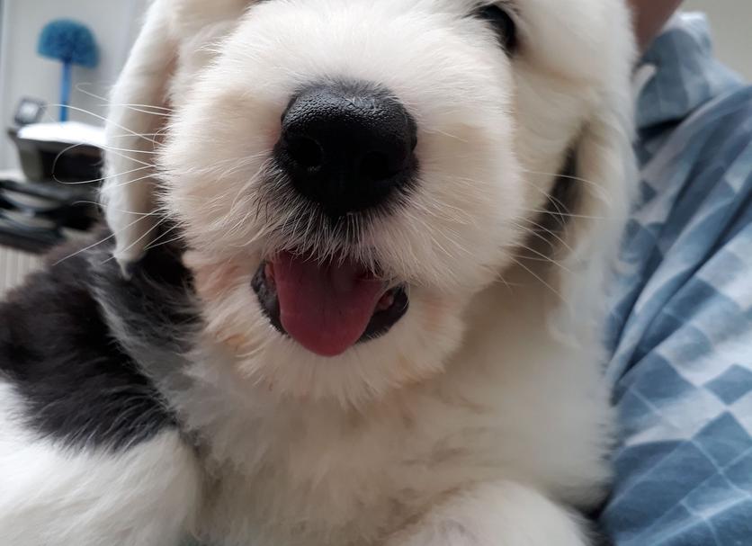 Admite mascotas Foto