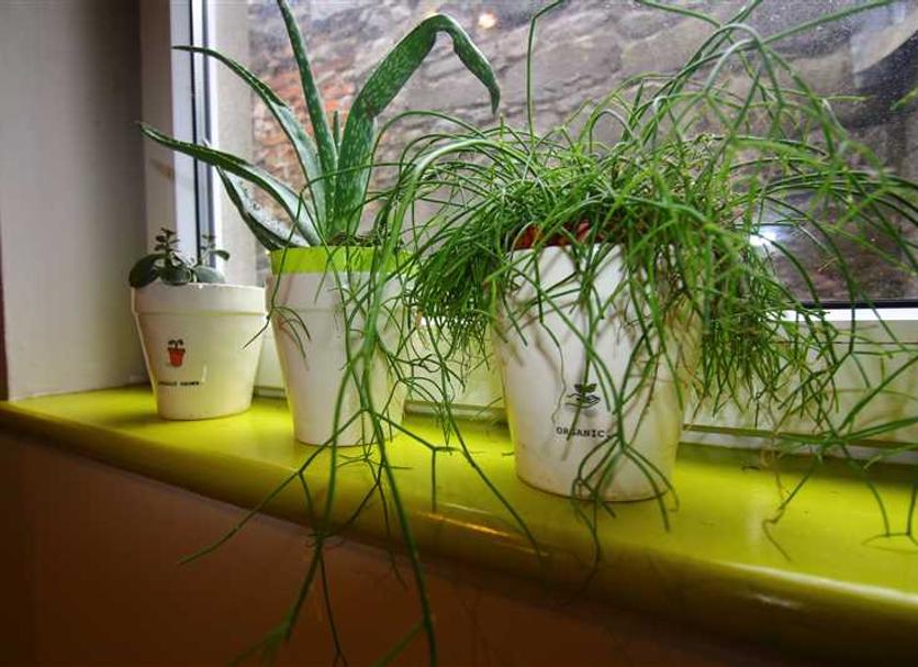 Decoración Foto